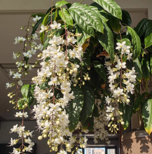 🌸 Last Day 49% OFF – Winter-Friendly Hanging Jasmine—Dreamy Indoor Flower🌿❄️