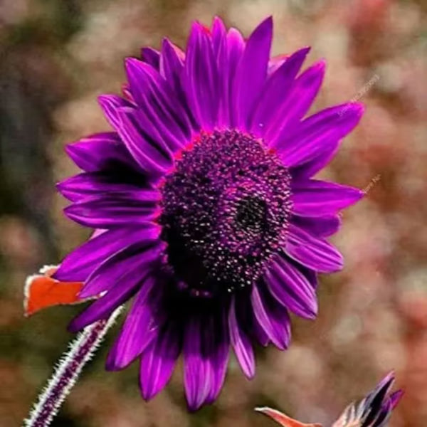 💜Sun Flower Rare Plant Garden-Purple Sunflower Seeds
