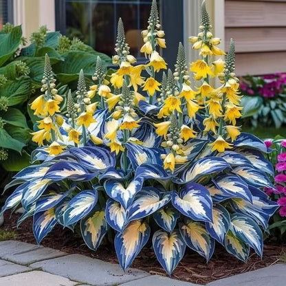 🔥Last day clearance🌌Premium Rare Hosta Seeds - Shade Plant for Garden
