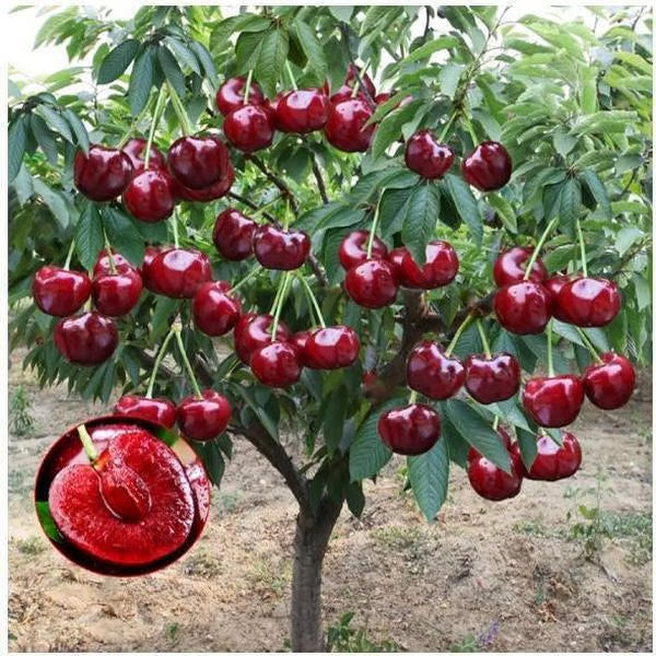 🔥Last Day 49% OFF - 🌳Cherry Tree Seeds – Delicious, Fresh Cherries Await!(🌿99% Germination)