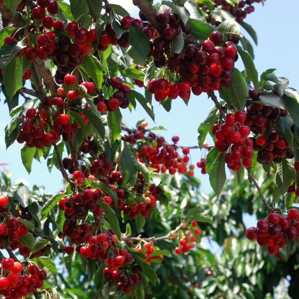 🔥Last Day 49% OFF - 🌳Cherry Tree Seeds – Delicious, Fresh Cherries Await!(🌿99% Germination)