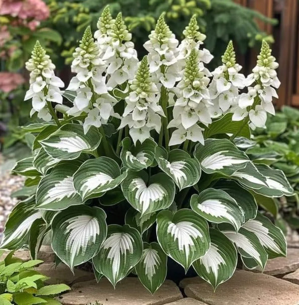🔥Last day clearance🌌Premium Rare Hosta Seeds - Shade Plant for Garden