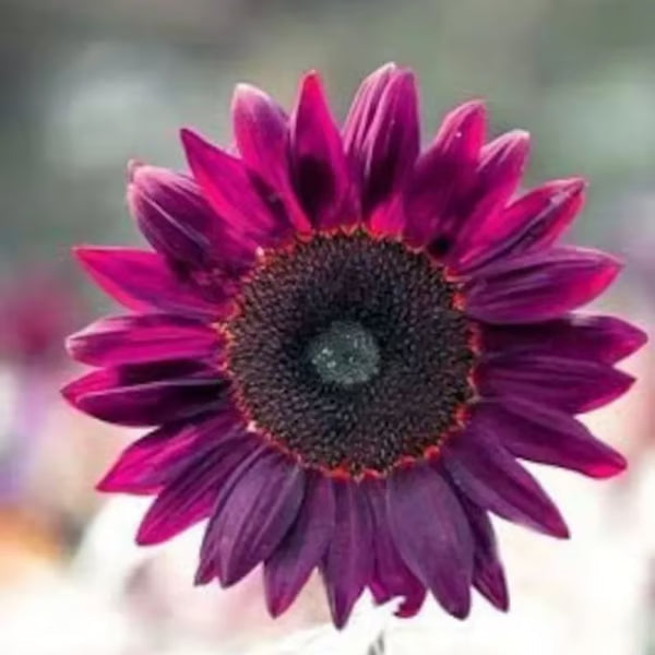 💜Sun Flower Rare Plant Garden-Purple Sunflower Seeds
