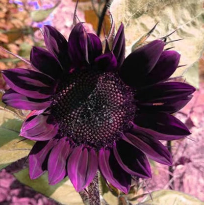 💜Sun Flower Rare Plant Garden-Purple Sunflower Seeds
