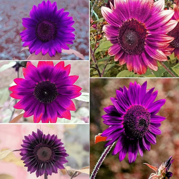 💜Sun Flower Rare Plant Garden-Purple Sunflower Seeds