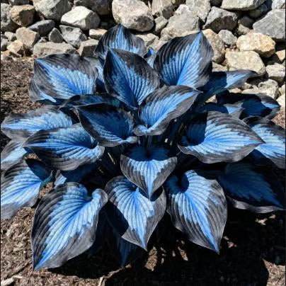 🔥Last day clearance🌌Premium Rare Hosta Seeds - Shade Plant for Garden