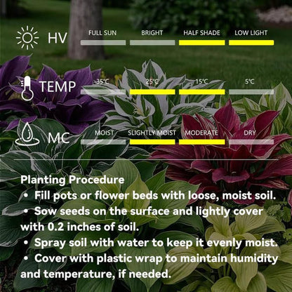 🔥Last day clearance🌌Premium Rare Hosta Seeds - Shade Plant for Garden