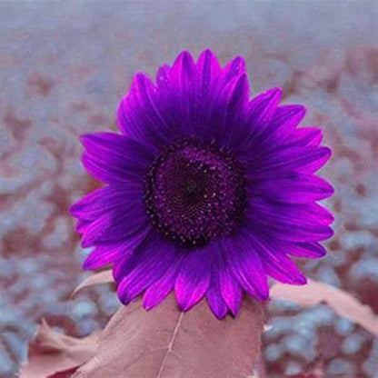 💜Sun Flower Rare Plant Garden-Purple Sunflower Seeds