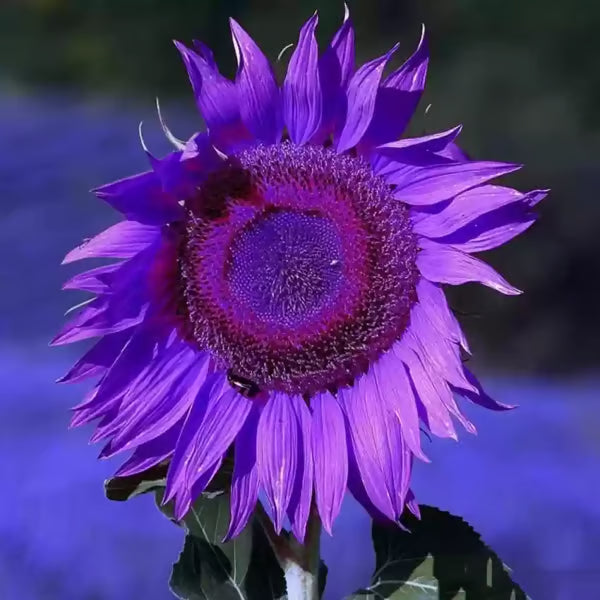 💜Sun Flower Rare Plant Garden-Purple Sunflower Seeds