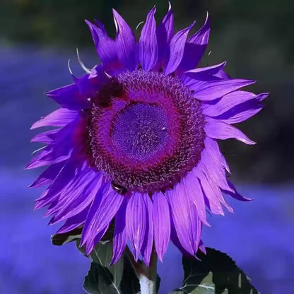 💜Sun Flower Rare Plant Garden-Purple Sunflower Seeds