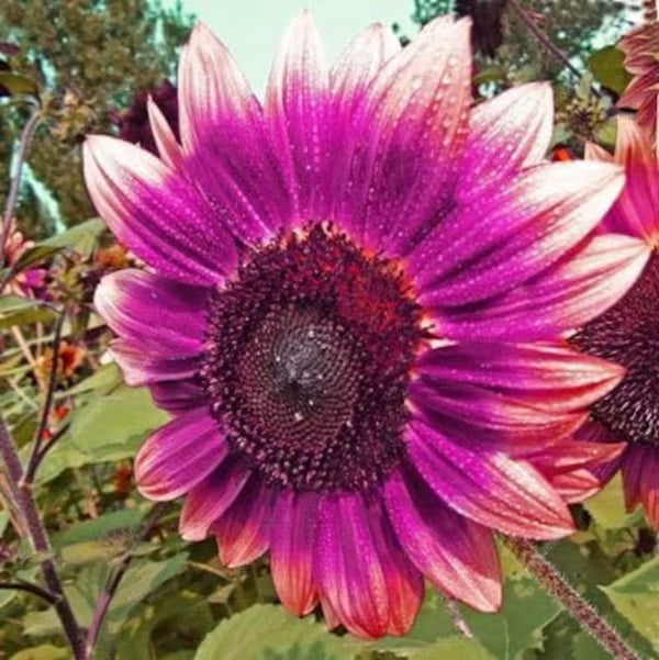 💜Sun Flower Rare Plant Garden-Purple Sunflower Seeds