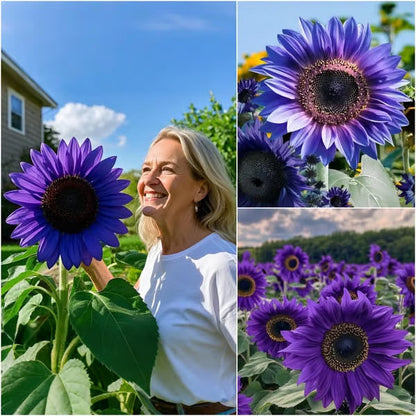 💜Sun Flower Rare Plant Garden-Purple Sunflower Seeds