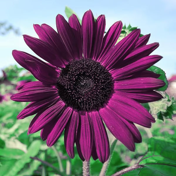 💜Sun Flower Rare Plant Garden-Purple Sunflower Seeds