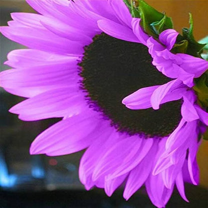 💜Sun Flower Rare Plant Garden-Purple Sunflower Seeds